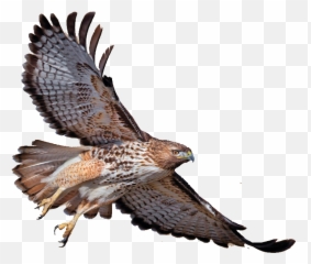 Download Turkey Red - Tailed Eagle Bald Vulture Redshouldered Drawing Red Tail Hawk Png,Vulture Png
