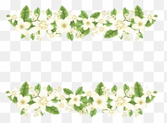 Jasmine Flower Png - Transparent Jasmine Flowers Png,Jasmine Png