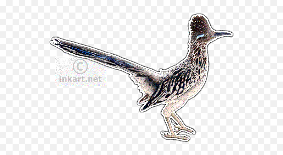 Greater Roadrunner Geococcyx Californianus Line Art And - Greater Roadrunner Transparent Png,Road Runner Png