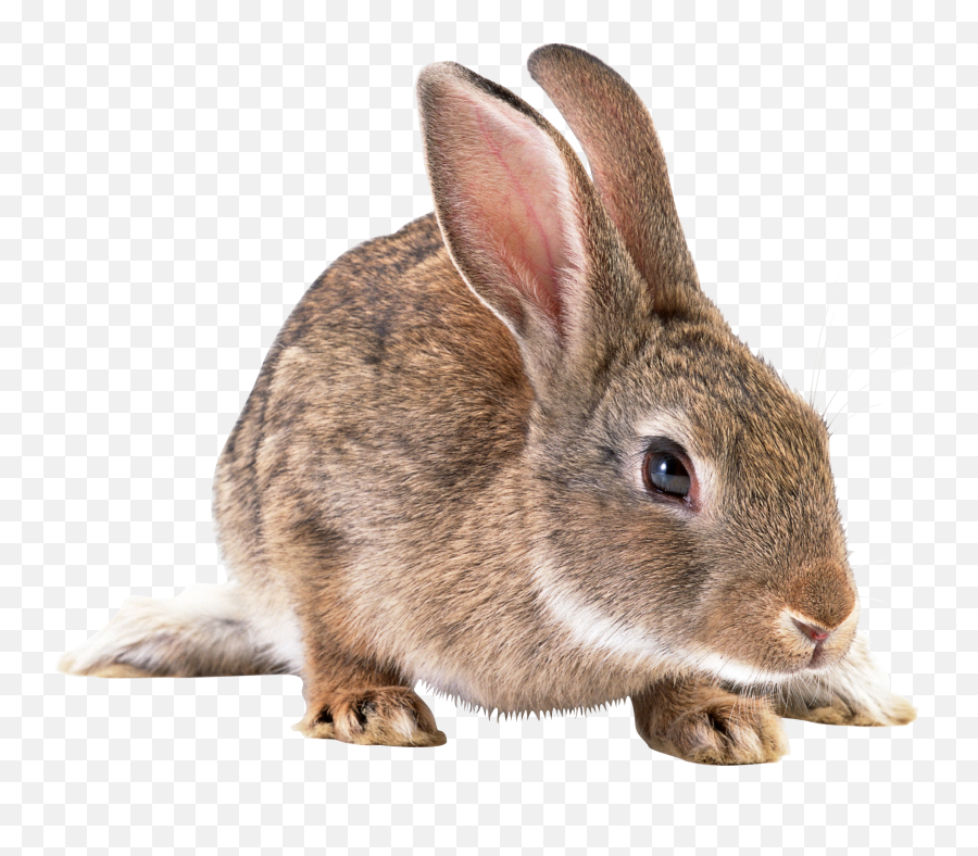 Brown Rabbit Png Image - Rabbit Png,Rabbit Png