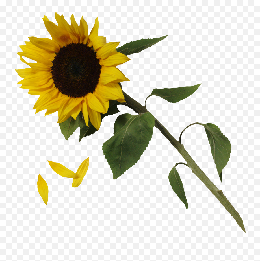 Sunflower Png - Png,Sunflower Transparent Background