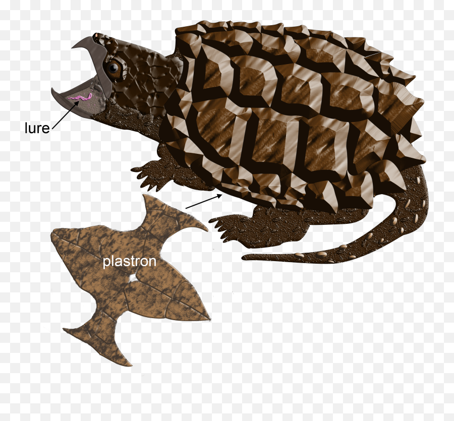 Illinois Natural History Survey Turtles - Tortoise Png,Turtle Png