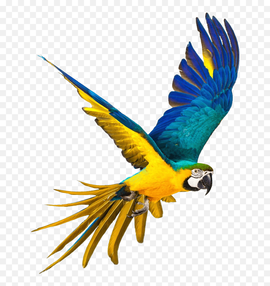 Parrot Png Images - Parrot Png,Parrot Transparent