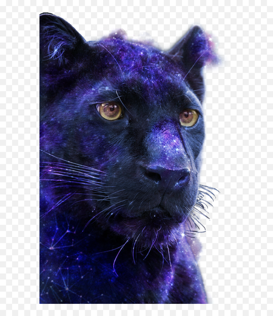 Panthers Sticker By Stella96luna - Black Panther Png,Panther Transparent Background