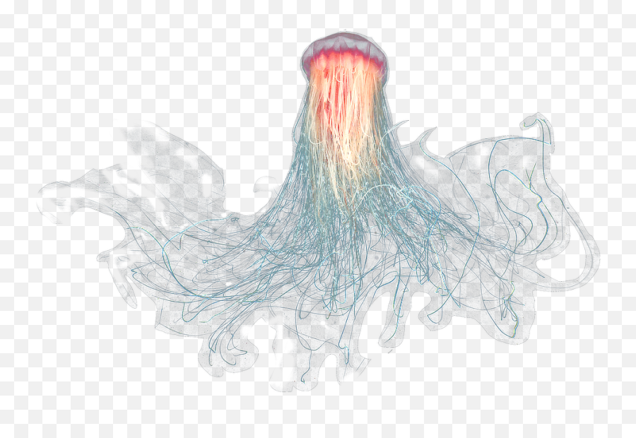 Download Gran Medusa Transparent Png - Jellyfish With No Background,Medusa Png