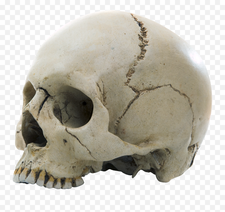 Download Skull Png Image For Free - Fibrous Joint In Skull,Skull Face Png