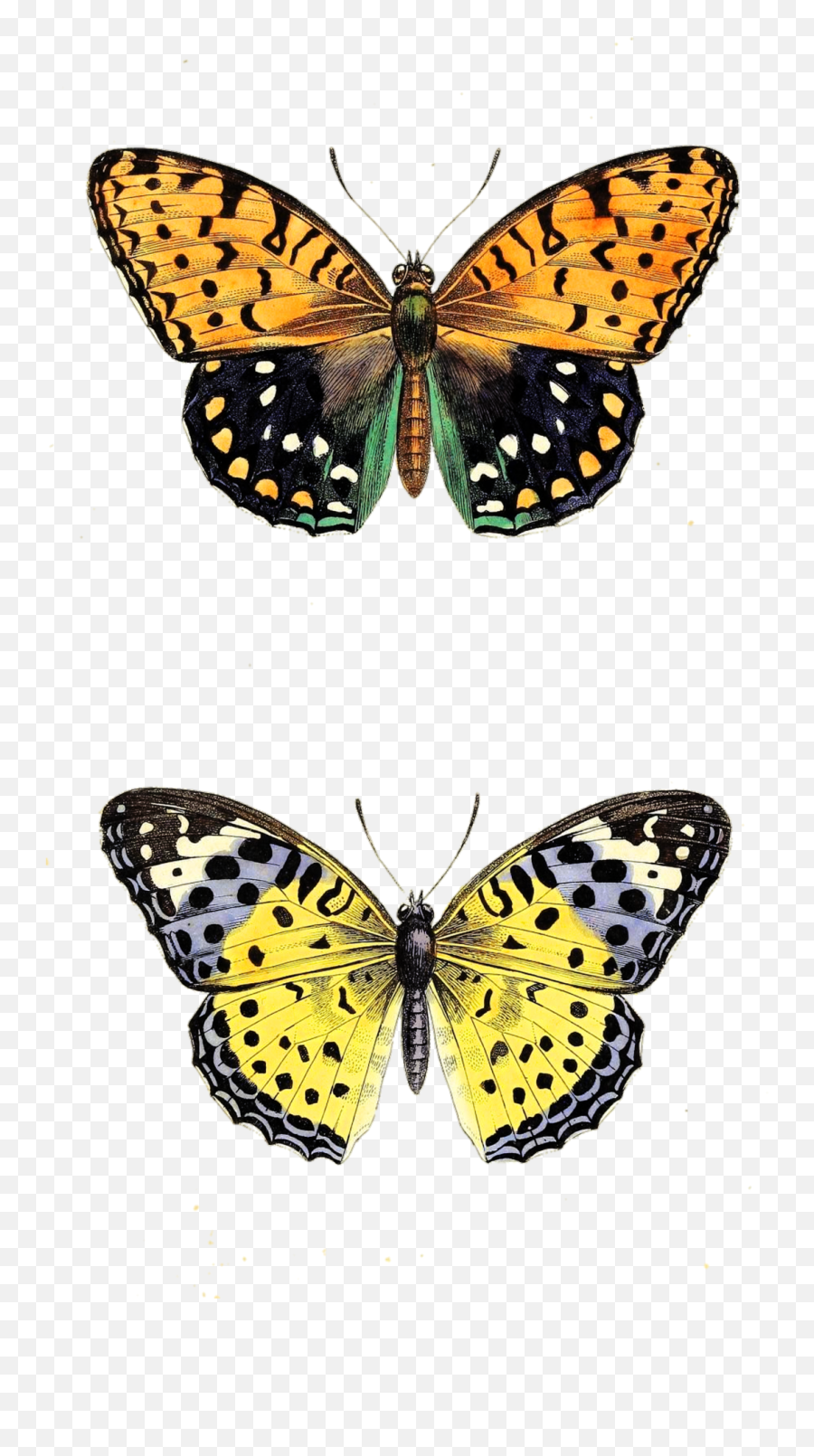 Butterfly Moth Vintage Art Free Stock - Ciseta De Mujer Con Calaveras De Mariposa Png,Moth Transparent Background