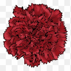 Red Flower Carnation - Free Vector Graphic On Pixabay Pink Png,Carnation Png