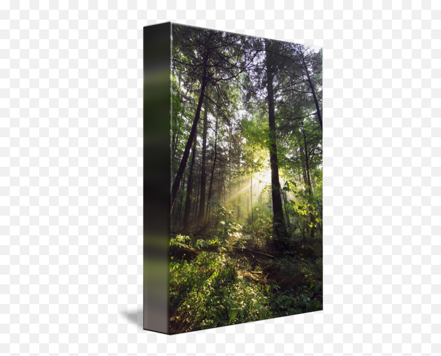 Sunbeams In Dense Forest By Panoramic Images - Great Smoky Mountains Png,Sunbeams Png