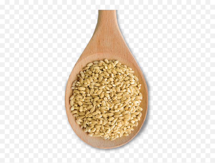 Pearl Barley Makes An Excellent - Dinkel Wheat Png,Grain Texture Png