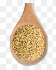 Pearl Barley Makes An Excellent - Dinkel Wheat Png,Grain Texture Png