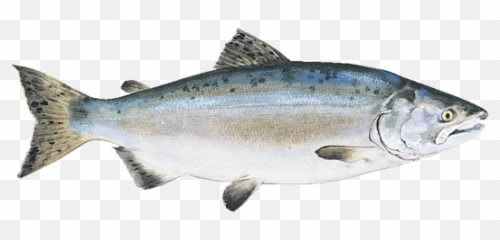Pink Salmon - Alaskan Pink Salmon Png,Salmon Transparent