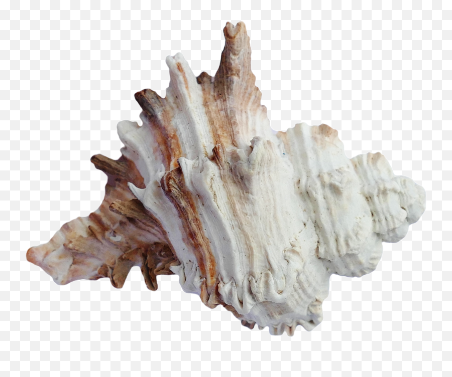 Sea Shells Ocean Drawing Free Image - Conchas Png,Sea Shells Png Sea Shells Ocean Drawing Free Image - Conchas Png,Sea Shells Png