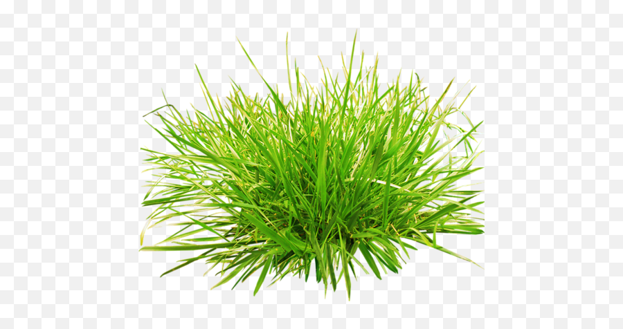Image Result For Bush Reference Grass Green Pictures - Bush Clipart Png Grass,Grass Clipart Transparent