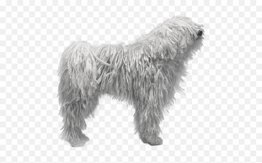Komondor Dog Breed Facts And Information - Wag Dog Walking Mop Dog Png,Australian Shepherd Icon