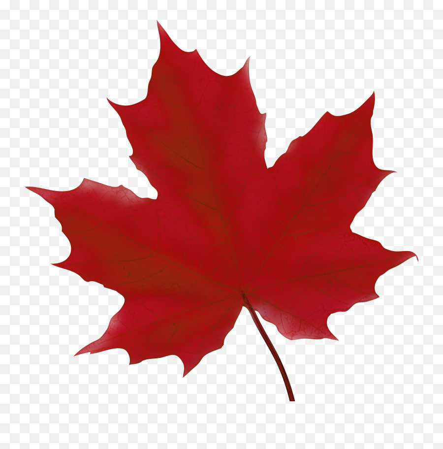 Canada Maple Leaf PNG Transparent Images Free Download