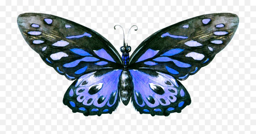 Hand Painted A Blue Butterfly Png Transparent - Portable Speckled Wood,Blue Butterflies Png