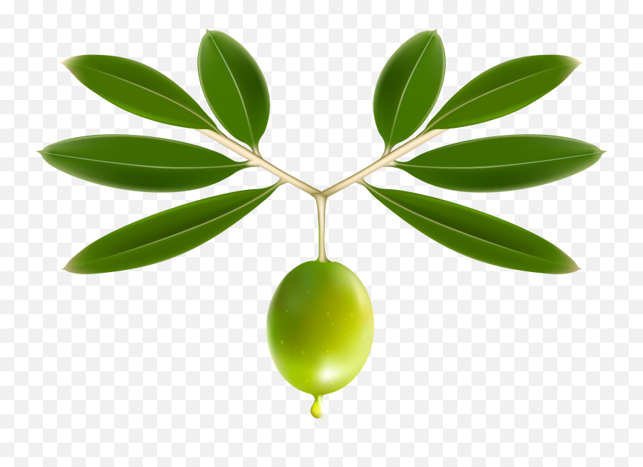 Olive Oil Leaf Clip Art Transprent Png - Transparent Olive Leaf Png,Olive Tree Png