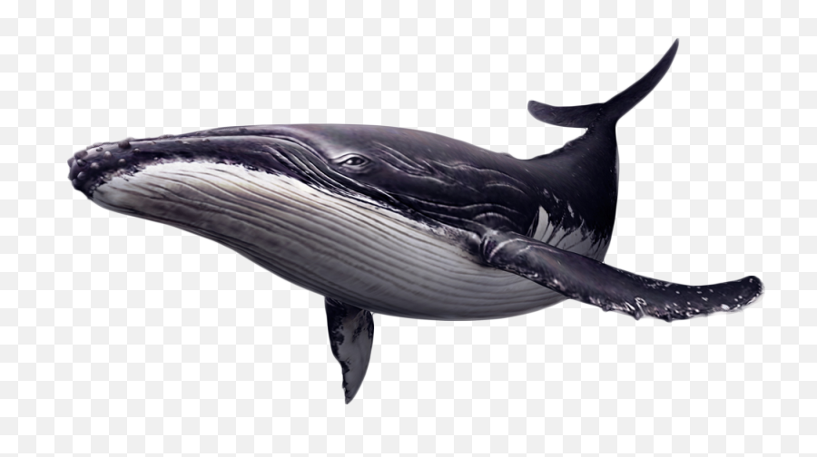 Whales Clip Art Image Killer Whale - Humpback Whale Transparent Background Png,Humpback Whale Png