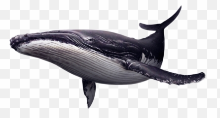 Whales Clip Art Image Killer - Humpback Transparent Background png