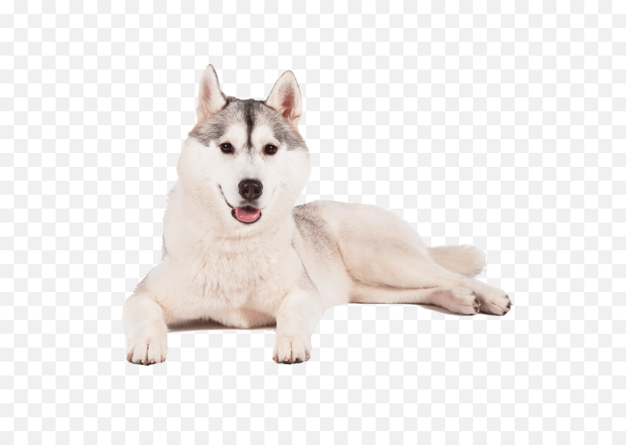 Husky Png Transparent Background - Husky Png,Husky Png