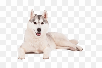 Husky Png Transparent Background - Husky Png,Husky Png
