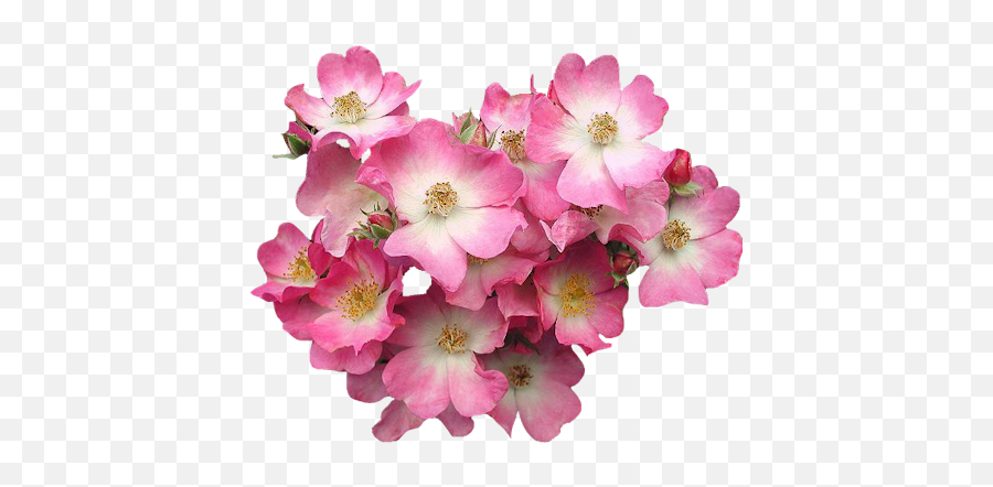 Pink - Dogwood Flower Gif Png,Real Flowers Png