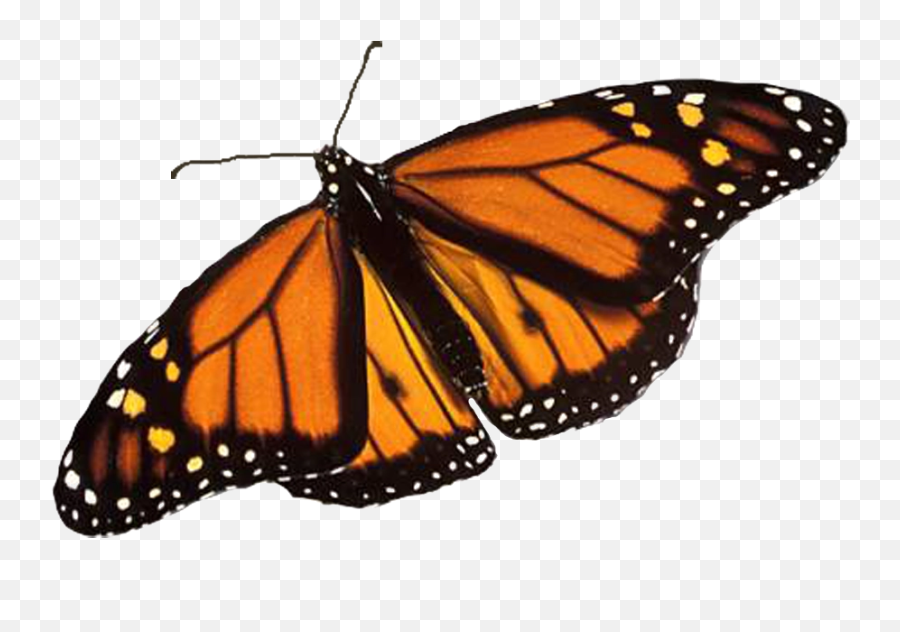 Monarch Butterfly Png Image Background - Butterfly Png,Monarch Butterfly Png