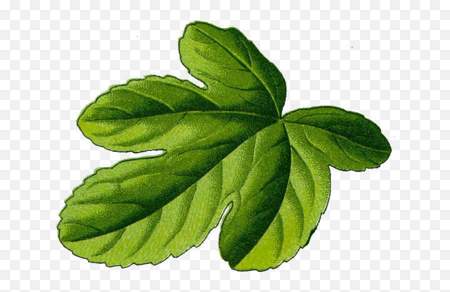 Fig Leaf - Transparent Fig Leaf Png,Leaf Png Transparent