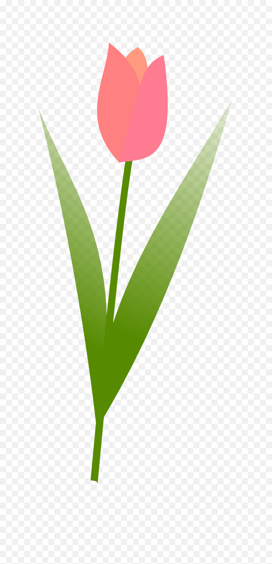 Tulip Png Hd - Tulip Illustration Free,Tulip Png