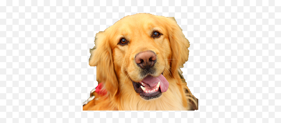 Gateway Golden Retriever Rescue - Golden Retriever Png Face,Golden Retriever Transparent