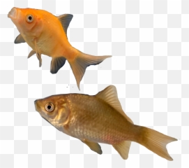 The Babies Thebabies Fish Goldfish Freetoedit - Goldfish png