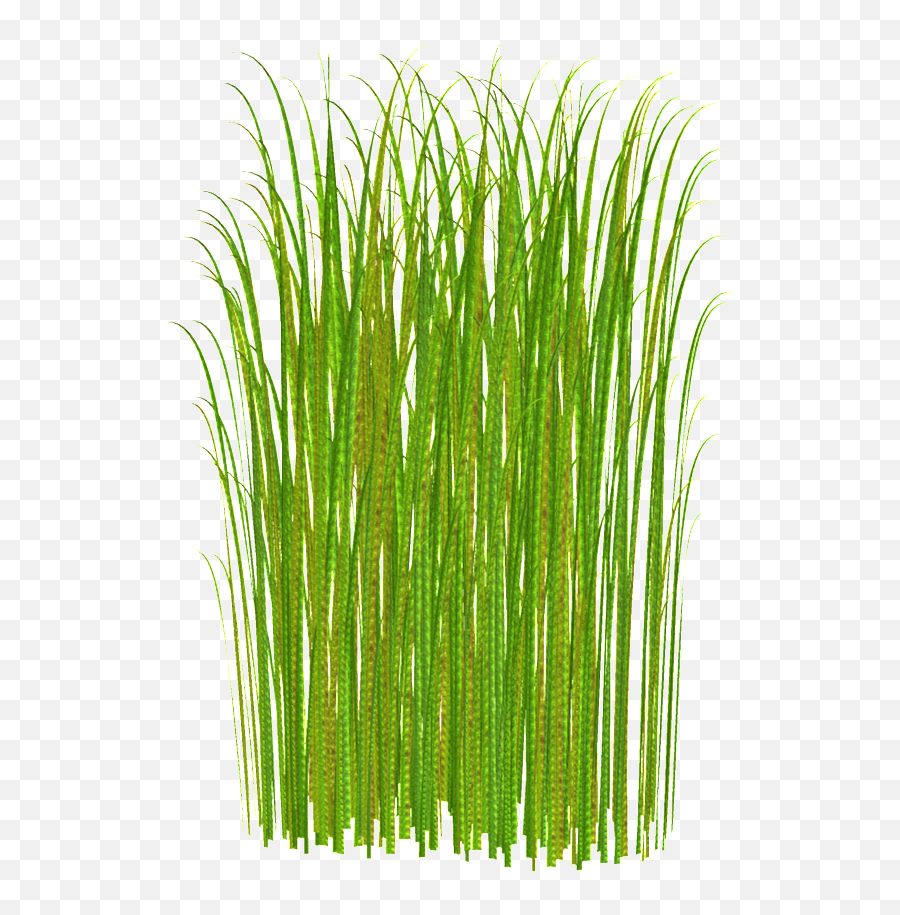 Sunlight Plant Transparent Decorative - Tall Grass Clipart No Background Png,Tall Grass Png