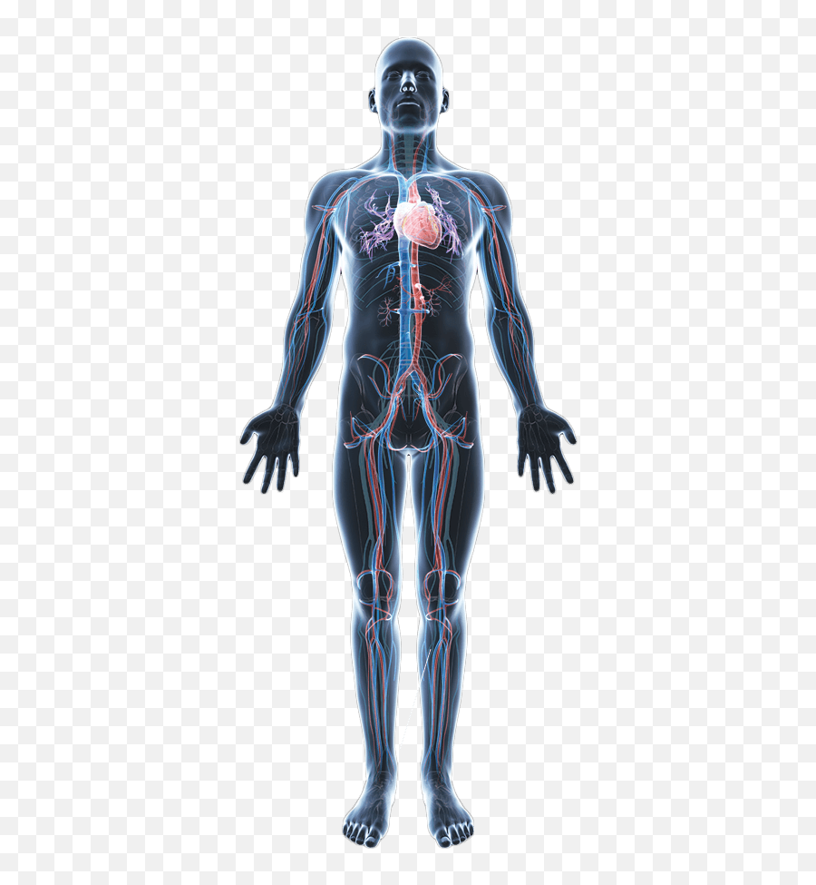 Body Png Transparent Images - Transparent Human Anatomy Png,Human Body Png