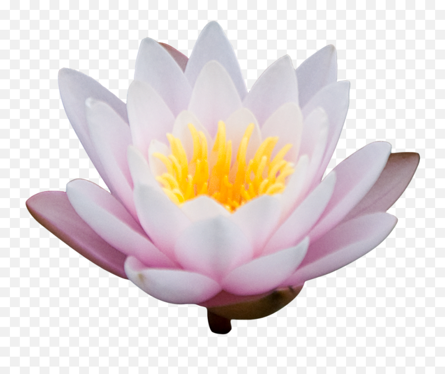 Lotus Flower Png Images Free Download - Portable Network Graphics,Lotus Transparent Background