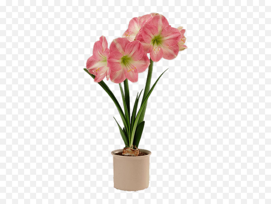 Pink And White Amaryllis In Flower Pot - Artificial Flower Pot Png,Flower Pot Png