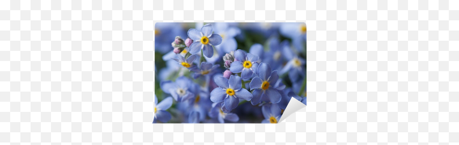 Beautiful Floral Background Of Blue Forget - Menot Wall Mural U2022 Pixers We Live To Change Alpine Png,Forget Me Not Png
