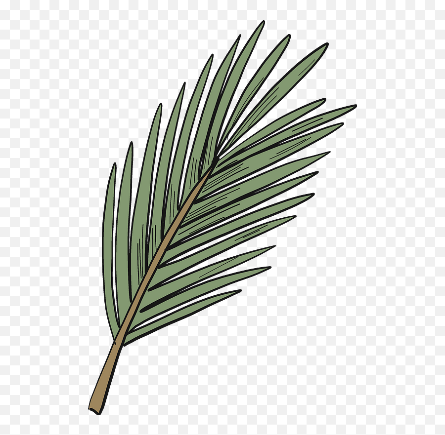 Evergreen Tree Branch Clipart Free Download Transparent - Pond Pine Png,Tree Branch Transparent