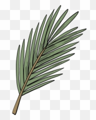 Evergreen Tree Branch Clipart Free Download Transparent - Pond Pine png