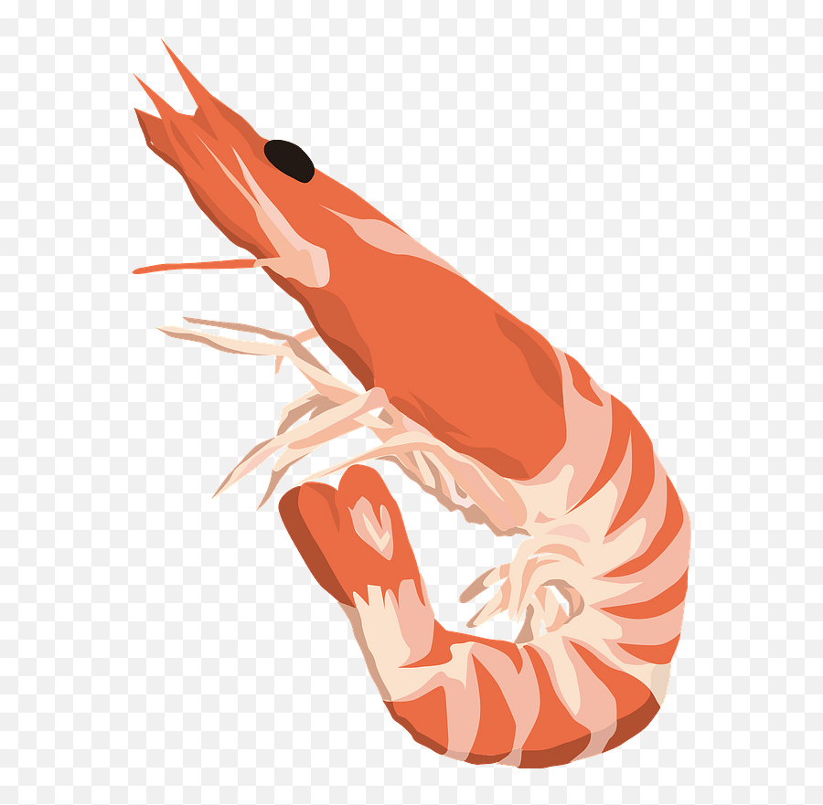 Northern Shrimp Food Clipart Free Download Transparent Png - Illustration,Food Clipart Png