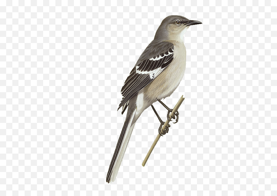 Details Northern Mockingbird - Birdguides Eastern Kingbird Png,Mockingbird Png