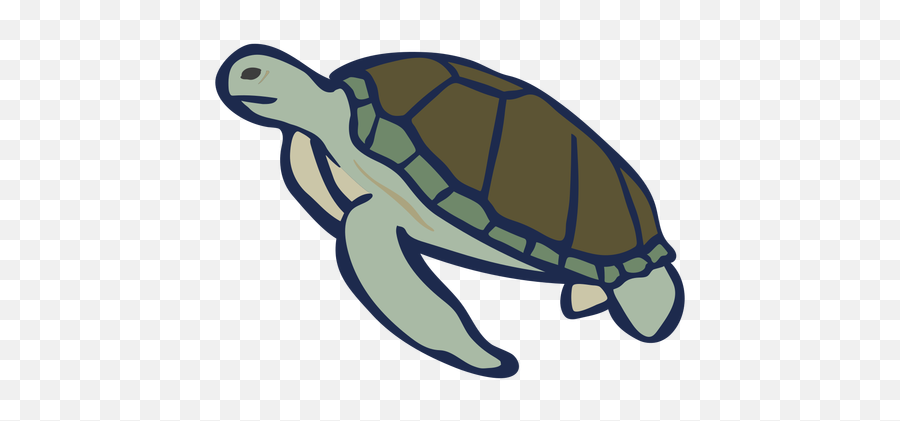 Color Animal Flat Turtle - Transparent Png U0026 Svg Vector File Tortuga Color,Turtle Png