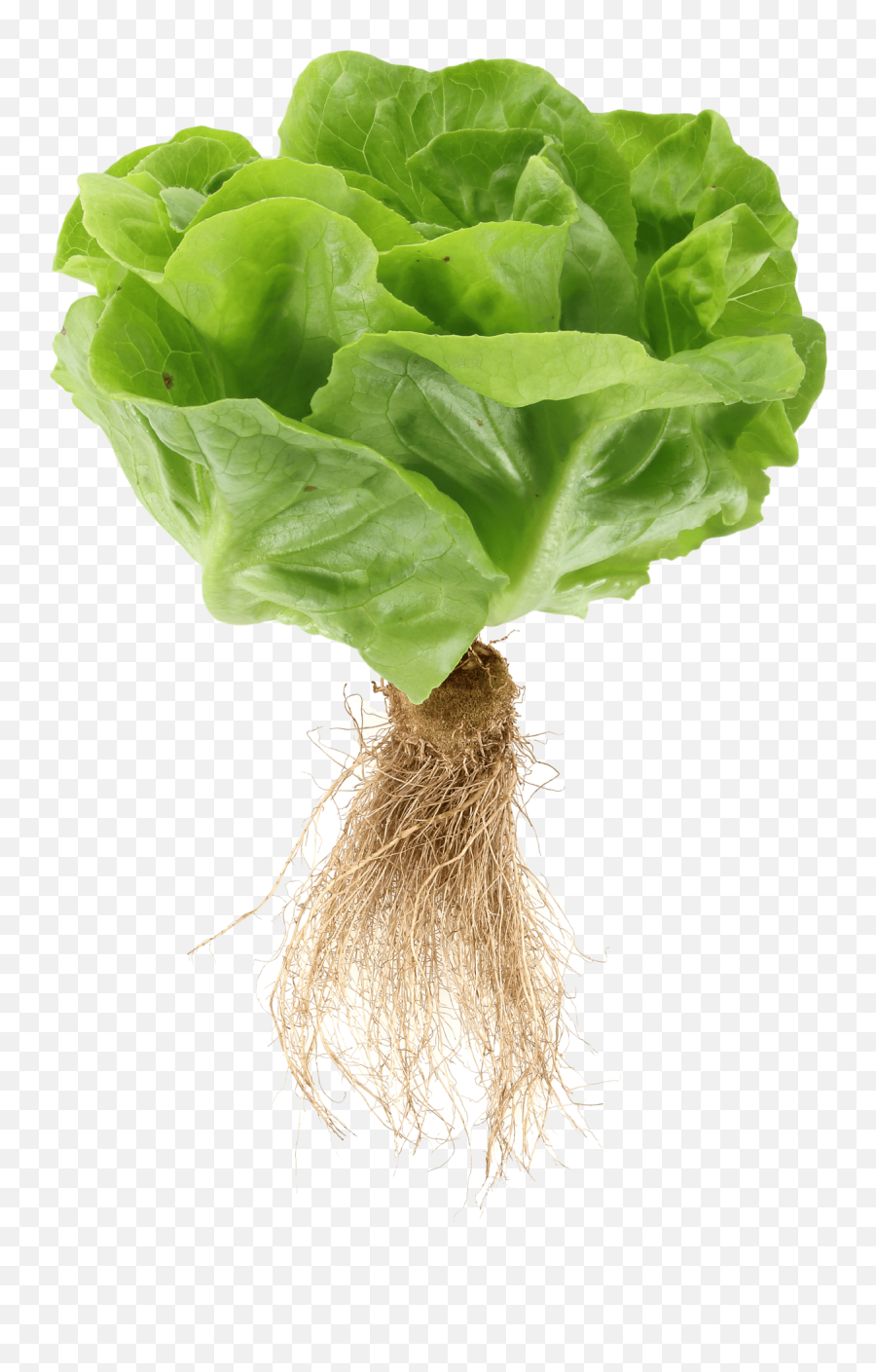 My Local Leaf Rooted In Community U0026 Innovation - Lettuce Roots Png,Roots Png