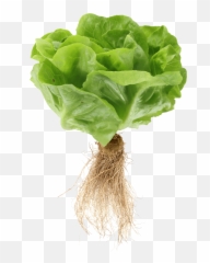 My Local Leaf Rooted In Community U0026 Innovation - Lettuce Roots Png