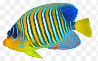 Angel Fish - Transparent Angel Fish Png,School Of Fish Png