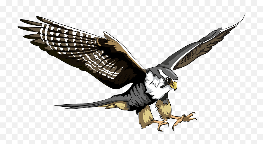 Peregrine Falcon Clipart - Peregrine Falcon Clipart Png,Falcon Transparent