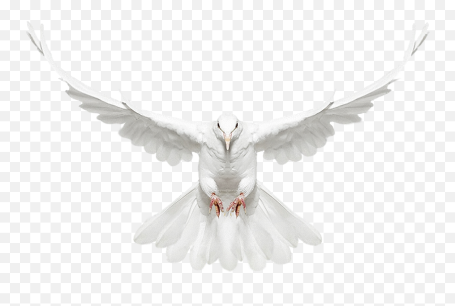 White Doves Png Download Free Clip Art - New Photo Edit Png,Doves Png