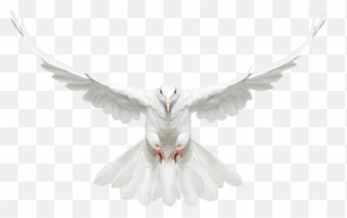White Doves Png Download Free Clip Art - New Photo Edit Png,Doves Png