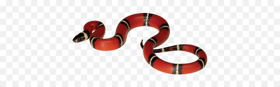 Milk Snake - Serpiente Roja Png,Snake Transparent