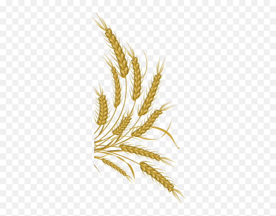 Wheat Vector Free Download Png Image - Wheat Vector Free Download,Wheat Png